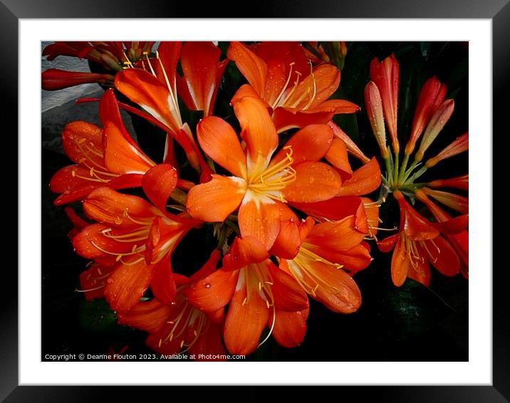 Vivid Orange Beauty Framed Mounted Print by Deanne Flouton
