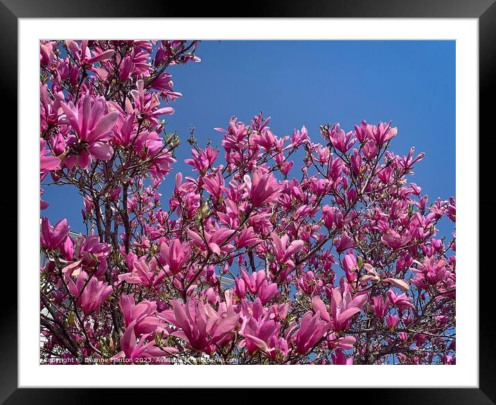 Radiant Magnolia Blooms Framed Mounted Print by Deanne Flouton