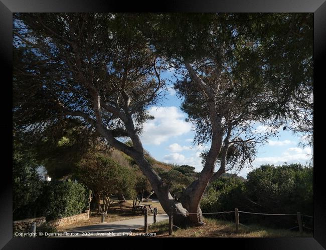 The Pines at Santo Tomas Menorca Framed Print by Deanne Flouton