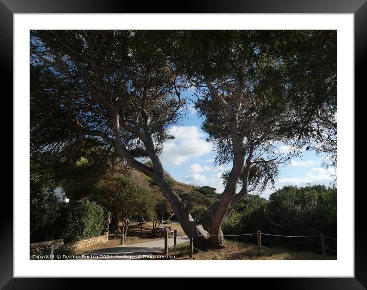 The Pines at Santo Tomas Menorca Framed Mounted Print by Deanne Flouton