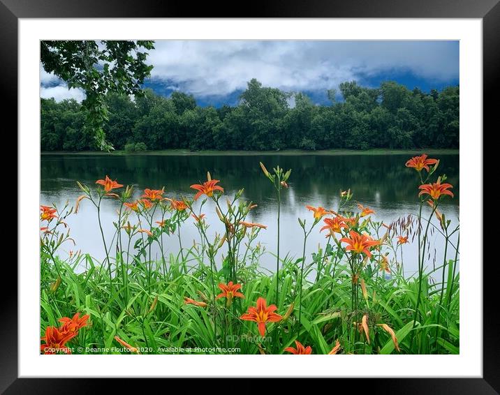 Vivid Orange Lilies Framed Mounted Print by Deanne Flouton