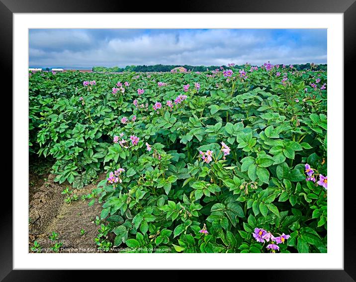 Pink Fields of Promise Framed Mounted Print by Deanne Flouton
