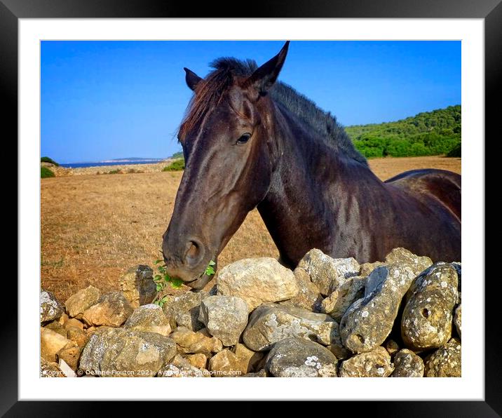Regal Menorcan Horse Grazing Framed Mounted Print by Deanne Flouton