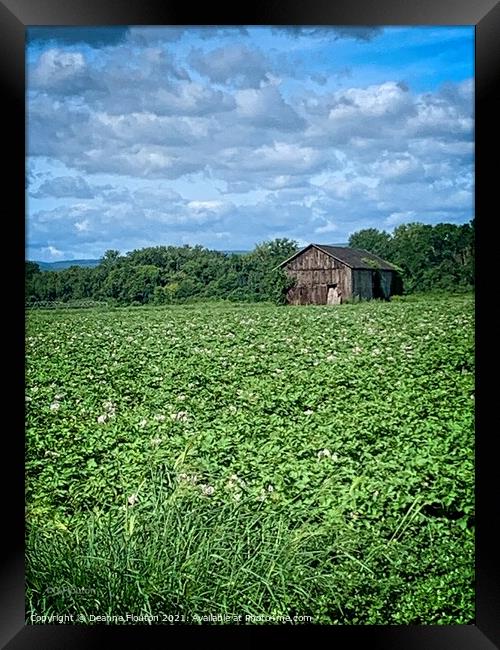 Serene Summer Potato Field Framed Print by Deanne Flouton