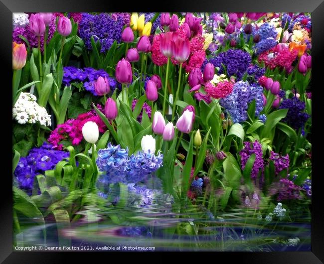 Monets Garden in Bloom Framed Print by Deanne Flouton