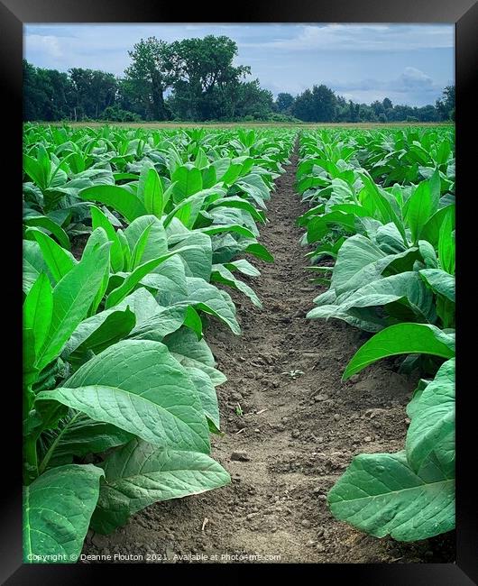Verdant Tobacco Farmland Framed Print by Deanne Flouton