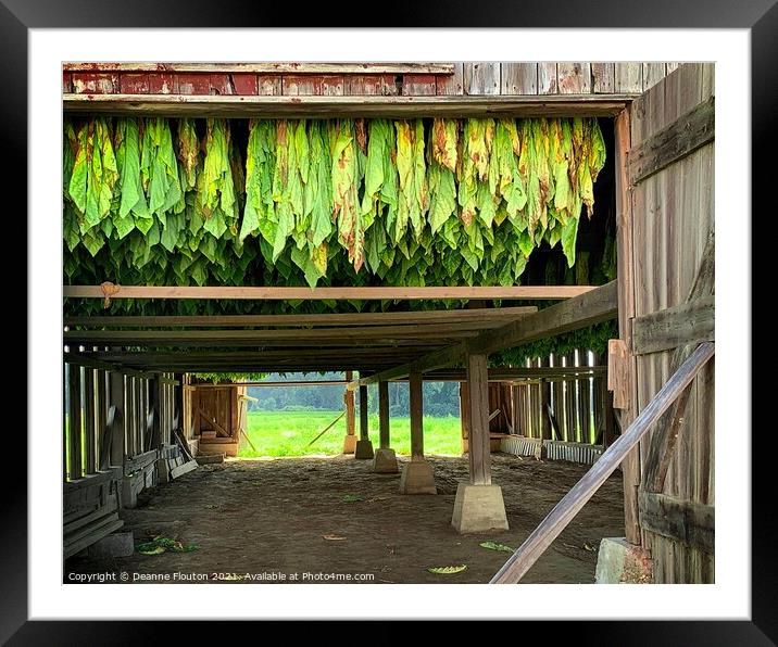 The Essence of Tobacco Farming Framed Mounted Print by Deanne Flouton