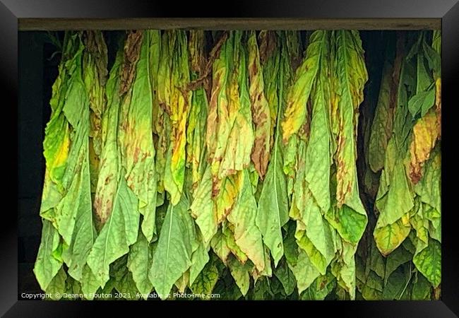 Tobacco Curing in Massachusetts Barn Framed Print by Deanne Flouton