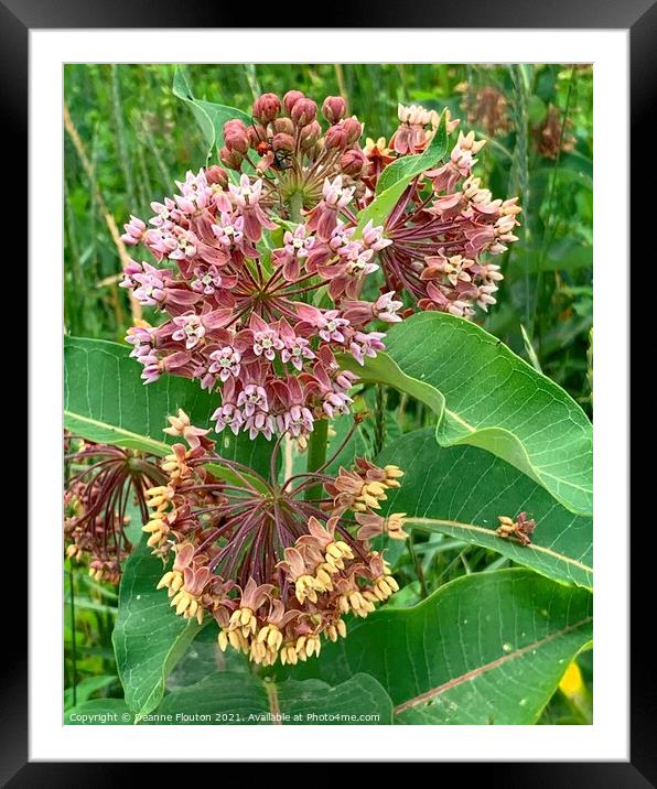Milkweed Blossoms Monarch Haven Framed Mounted Print by Deanne Flouton
