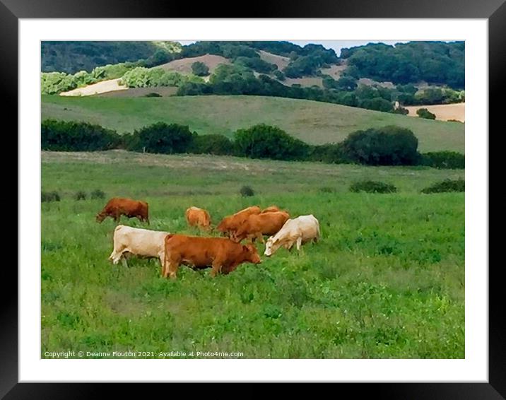 Serene Bovine Haven Menorca Framed Mounted Print by Deanne Flouton