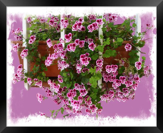 Vibrant Geranium Blossoms Framed Print by Deanne Flouton