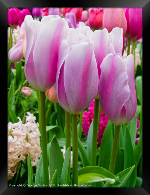 Heavenly Pink Tulip Garden Framed Print by Deanne Flouton