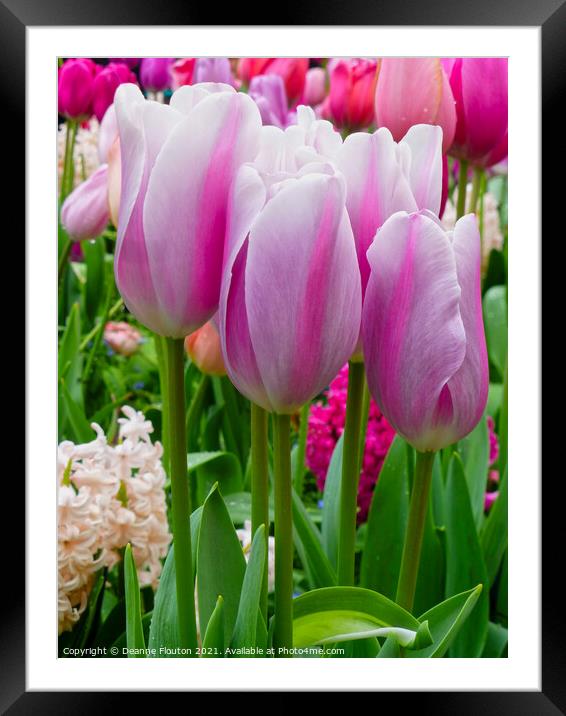 Heavenly Pink Tulip Garden Framed Mounted Print by Deanne Flouton