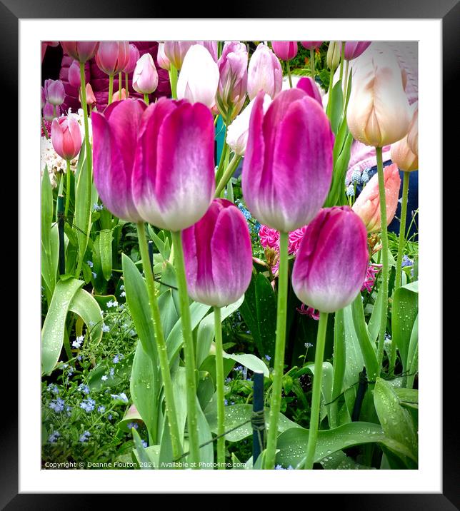 Magenta Tulip Bunch Framed Mounted Print by Deanne Flouton