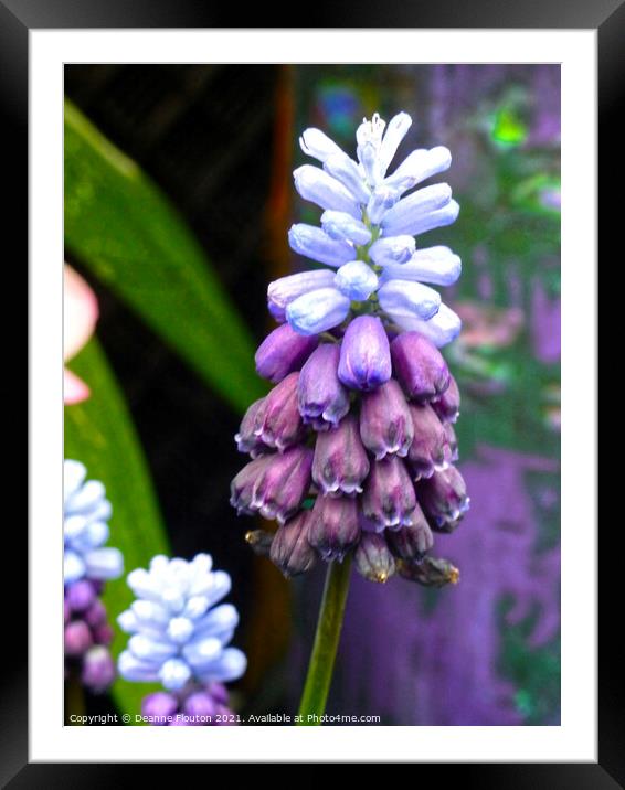  Muscari Bells in Blue and Purple Framed Mounted Print by Deanne Flouton