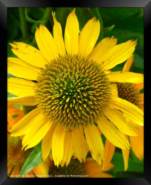 Dazzling Yellow Coneflower Framed Print by Deanne Flouton