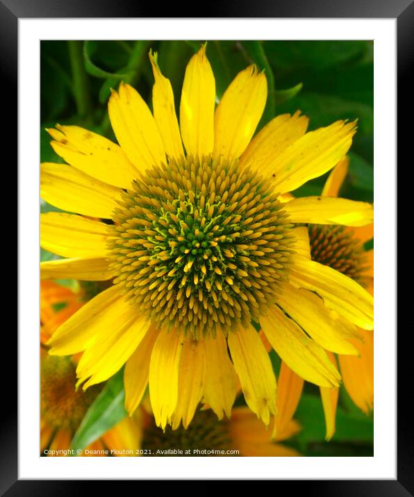 Dazzling Yellow Coneflower Framed Mounted Print by Deanne Flouton