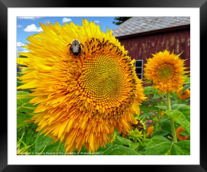 Beauty in Harmony Framed Mounted Print by Deanne Flouton