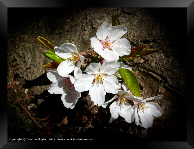 Cherry Blossom Beauty Framed Print by Deanne Flouton
