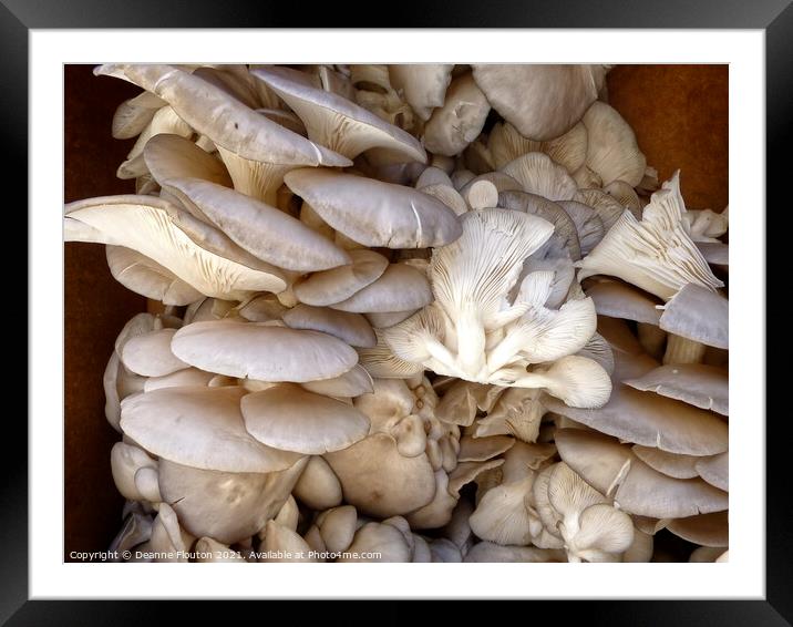Delicate Oyster Dreams Framed Mounted Print by Deanne Flouton