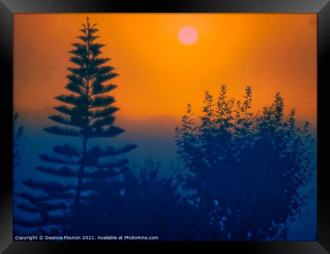 Norfolk Island Pine Tree Menorca Framed Print by Deanne Flouton