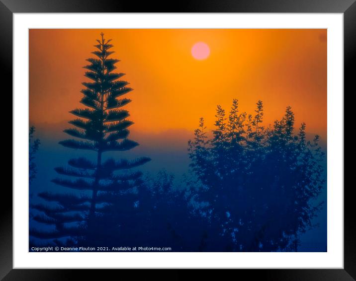 Norfolk Island Pine Tree Menorca Framed Mounted Print by Deanne Flouton