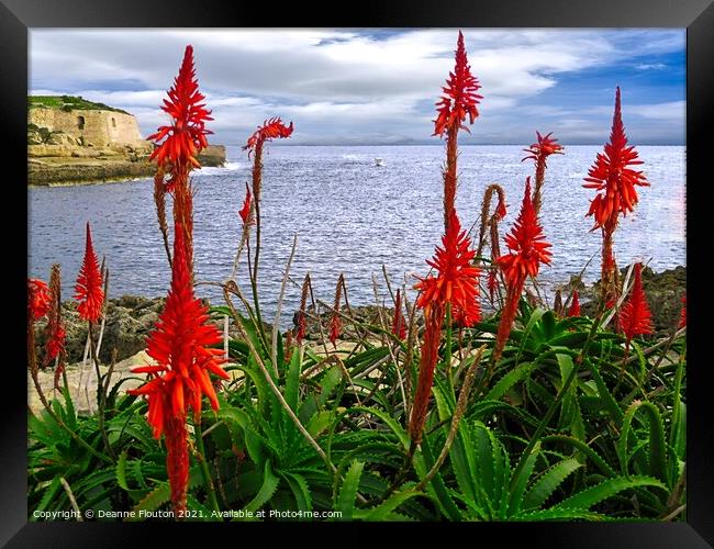 Red Aloes Menorca Framed Print by Deanne Flouton