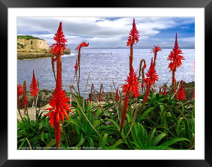 Red Aloes Menorca Framed Mounted Print by Deanne Flouton