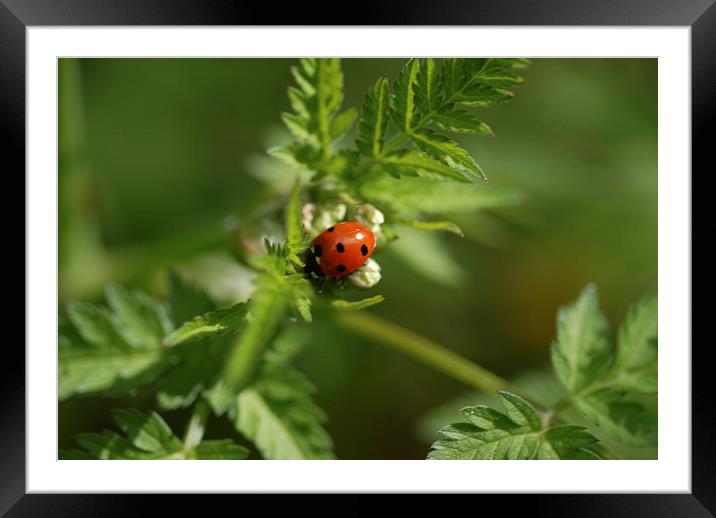 Ladybug Framed Mounted Print by Chris Smith