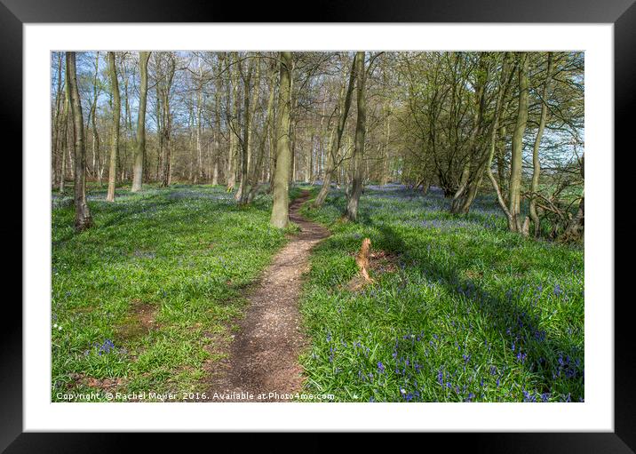 Bluebell woodland, Essex Framed Mounted Print by Rachel Mower