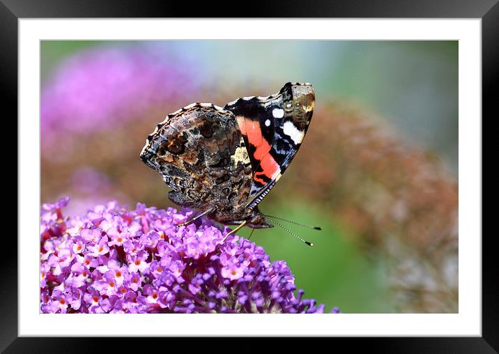 Red Admiral on Budleia Framed Mounted Print by Ashley Jackson