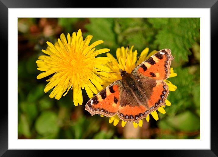 Small Tortoiseshell Butterfly Framed Mounted Print by Ashley Jackson