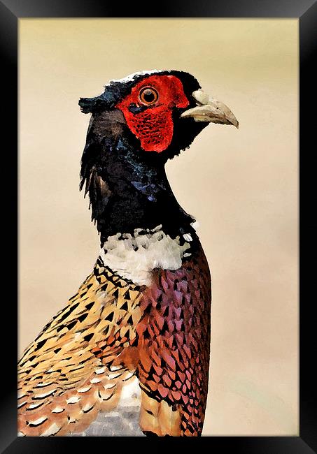 Pheasant Portrait Framed Print by Ashley Jackson