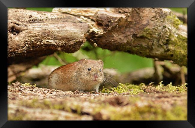  Curious Bank Vole. Framed Print by Ashley Jackson