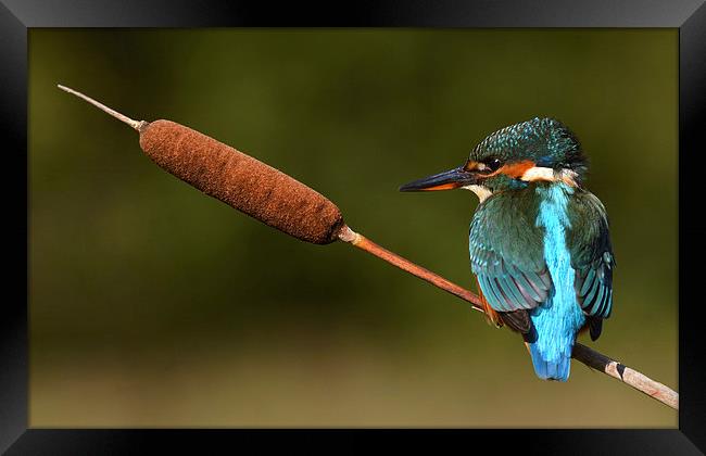  Kingfisher on reed mace Framed Print by Ashley Jackson