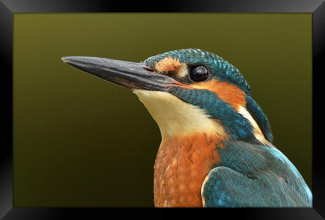  Kingfisher Portrait Framed Print by Ashley Jackson