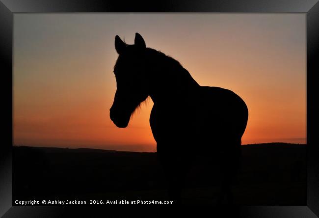 Equine Sunset Framed Print by Ashley Jackson