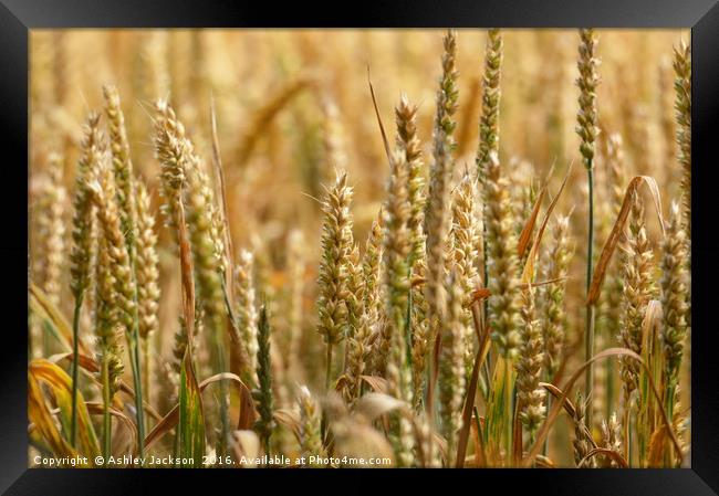 Wheat Field Framed Print by Ashley Jackson