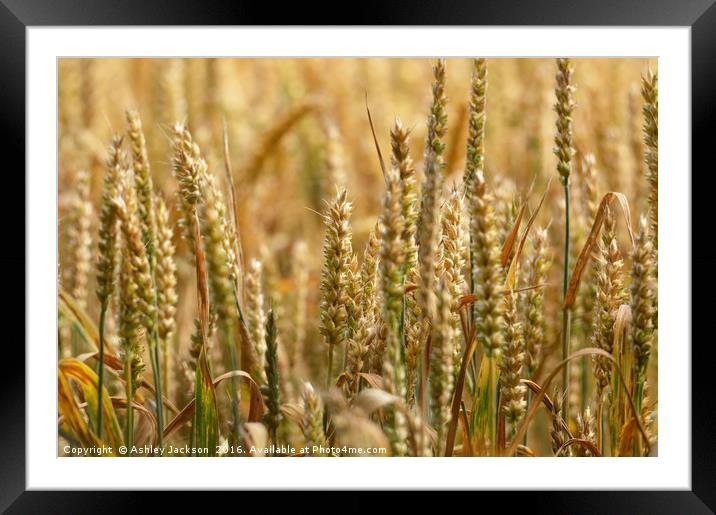 Wheat Field Framed Mounted Print by Ashley Jackson