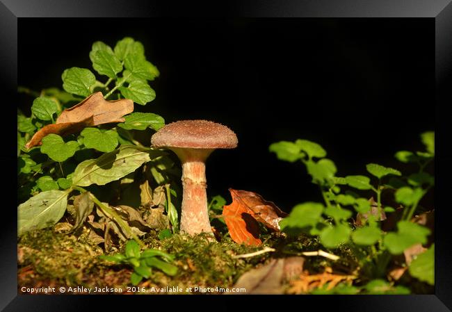 Lonesome Mushroom Framed Print by Ashley Jackson