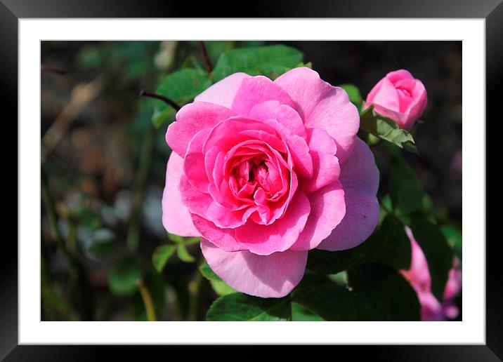 Pink Rose Framed Mounted Print by Gail Porthouse