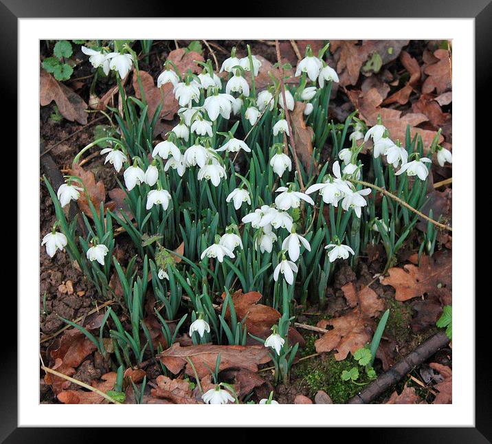 Snowdrops in the winter Framed Mounted Print by Gail Porthouse