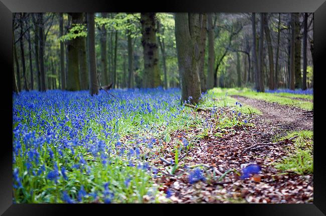 Blue Bell Path Framed Print by Scott  Hughes