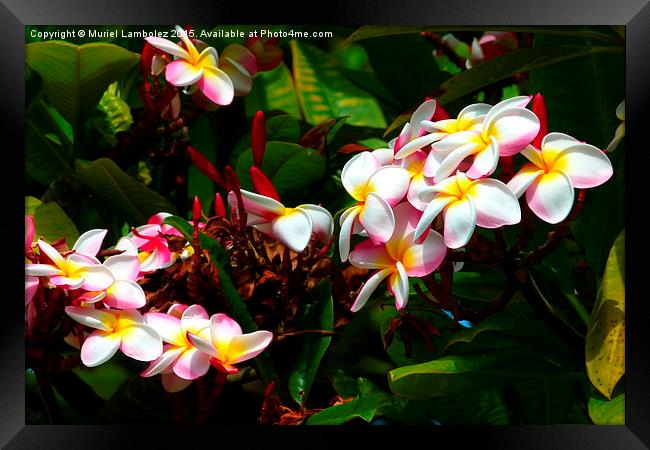  Hawaiian flowers, Kauai Framed Print by Muriel Lambolez