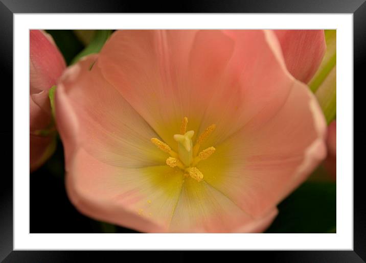 pretty pink and yellow tulip Framed Mounted Print by Rhona Ward