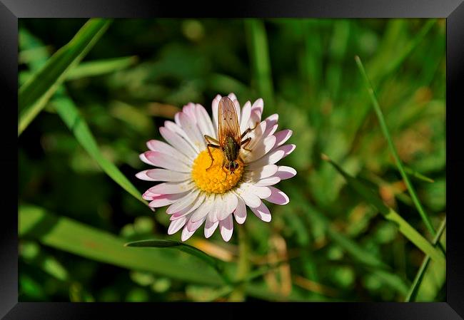 insect on a daisy Framed Print by Rhona Ward