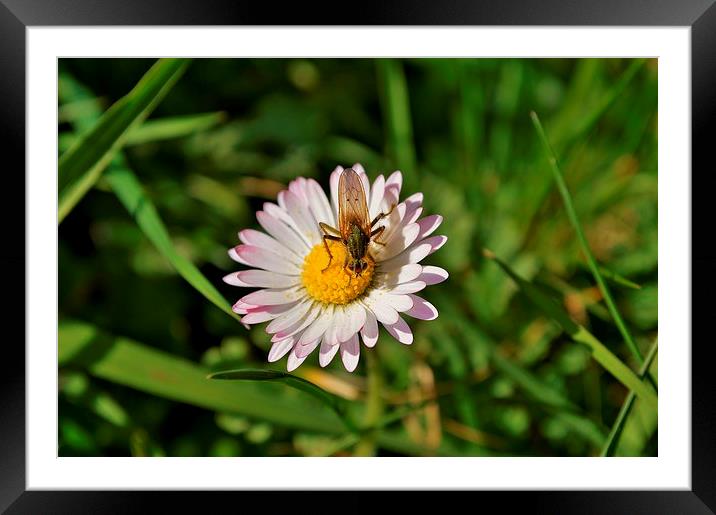insect on a daisy Framed Mounted Print by Rhona Ward