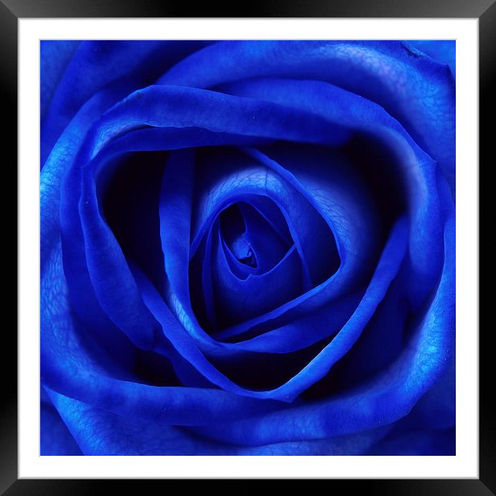 Blue Rose Framed Mounted Print by Andy Huntley