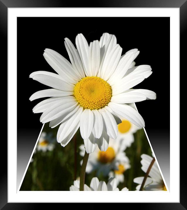 Pop up Daisy Framed Mounted Print by Andy Huntley