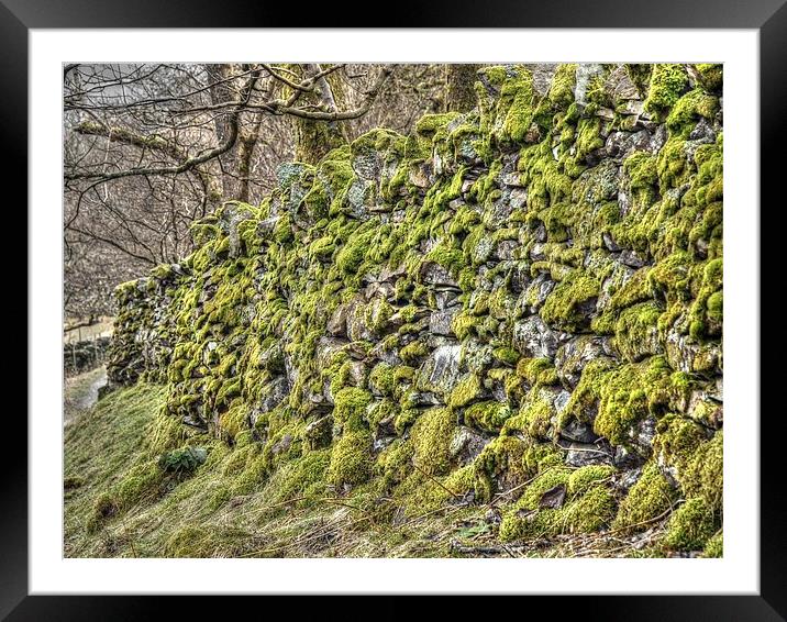 Moss on a drystone wall Framed Mounted Print by Andy Huntley